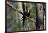 Pileated Woodpecker on Cypress Tree Branch-W. Perry Conway-Framed Photographic Print