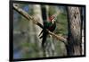 Pileated Woodpecker on Cypress Tree Branch-W. Perry Conway-Framed Photographic Print