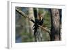 Pileated Woodpecker on Cypress Tree Branch-W. Perry Conway-Framed Photographic Print