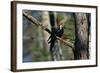 Pileated Woodpecker on Cypress Tree Branch-W. Perry Conway-Framed Photographic Print