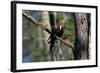 Pileated Woodpecker on Cypress Tree Branch-W. Perry Conway-Framed Photographic Print