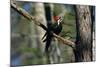 Pileated Woodpecker on Cypress Tree Branch-W. Perry Conway-Mounted Photographic Print