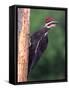 Pileated Woodpecker, Pennsylvania, USA-David Northcott-Framed Stretched Canvas