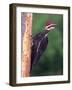 Pileated Woodpecker, Pennsylvania, USA-David Northcott-Framed Photographic Print