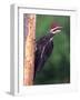 Pileated Woodpecker, Pennsylvania, USA-David Northcott-Framed Photographic Print