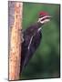 Pileated Woodpecker, Pennsylvania, USA-David Northcott-Mounted Photographic Print