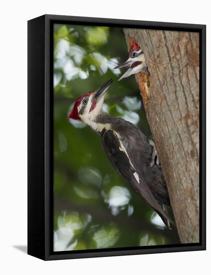 Pileated Woodpecker, Pennsylvania, USA-Joe & Mary Ann McDonald-Framed Stretched Canvas