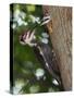 Pileated Woodpecker, Pennsylvania, USA-Joe & Mary Ann McDonald-Stretched Canvas