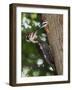 Pileated Woodpecker, Pennsylvania, USA-Joe & Mary Ann McDonald-Framed Photographic Print