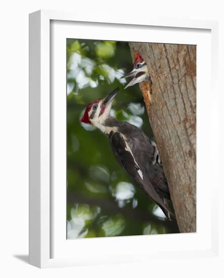 Pileated Woodpecker, Pennsylvania, USA-Joe & Mary Ann McDonald-Framed Photographic Print