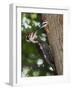 Pileated Woodpecker, Pennsylvania, USA-Joe & Mary Ann McDonald-Framed Photographic Print
