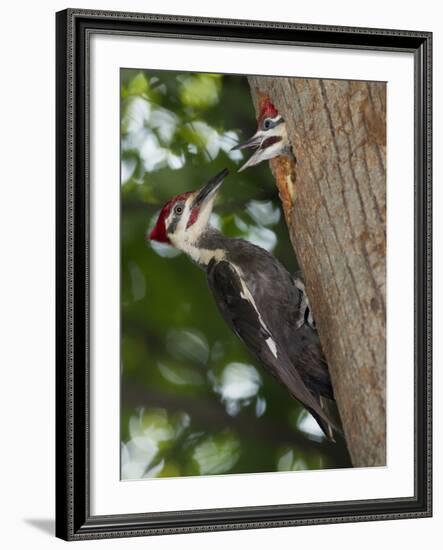 Pileated Woodpecker, Pennsylvania, USA-Joe & Mary Ann McDonald-Framed Photographic Print