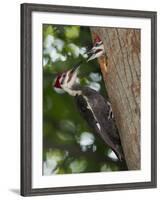 Pileated Woodpecker, Pennsylvania, USA-Joe & Mary Ann McDonald-Framed Photographic Print