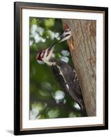 Pileated Woodpecker, Pennsylvania, USA-Joe & Mary Ann McDonald-Framed Photographic Print