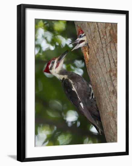 Pileated Woodpecker, Pennsylvania, USA-Joe & Mary Ann McDonald-Framed Photographic Print