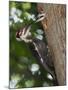 Pileated Woodpecker, Pennsylvania, USA-Joe & Mary Ann McDonald-Mounted Photographic Print
