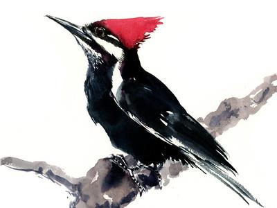 https://imgc.allpostersimages.com/img/posters/pileated-woodpecker_u-L-F9JRHL0.jpg?artPerspective=n
