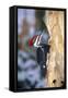 Pileated Woodpecker-null-Framed Stretched Canvas