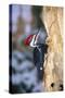 Pileated Woodpecker-null-Stretched Canvas