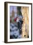 Pileated Woodpecker-null-Framed Photographic Print