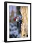 Pileated Woodpecker-null-Framed Photographic Print