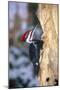 Pileated Woodpecker-null-Mounted Photographic Print