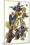 Pileated Woodpecker-John James Audubon-Mounted Art Print
