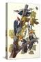 Pileated Woodpecker-John James Audubon-Stretched Canvas