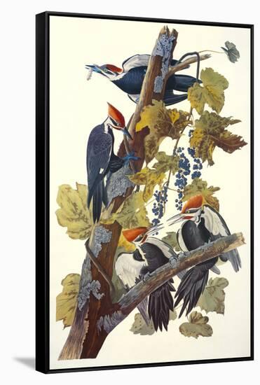 Pileated Woodpecker-John James Audubon-Framed Stretched Canvas