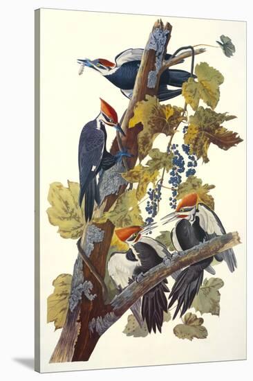 Pileated Woodpecker-John James Audubon-Stretched Canvas