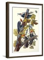 Pileated Woodpecker-John James Audubon-Framed Art Print