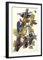 Pileated Woodpecker-John James Audubon-Framed Art Print