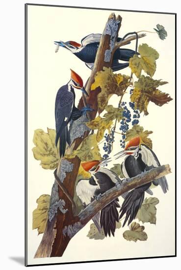 Pileated Woodpecker-John James Audubon-Mounted Art Print