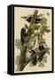 Pileated Woodpecker-null-Framed Stretched Canvas