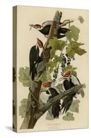 Pileated Woodpecker-null-Stretched Canvas