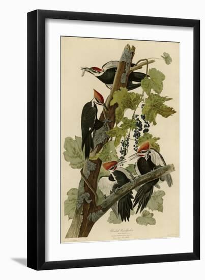 Pileated Woodpecker-null-Framed Giclee Print