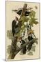 Pileated Woodpecker-null-Mounted Giclee Print