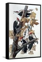 Pileated Woodpeckers-John James Audubon-Framed Stretched Canvas