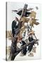 Pileated Woodpeckers-John James Audubon-Stretched Canvas