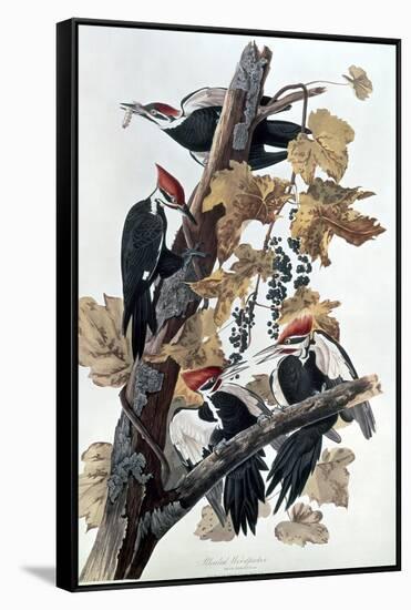 Pileated Woodpeckers-John James Audubon-Framed Stretched Canvas