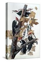 Pileated Woodpeckers-John James Audubon-Stretched Canvas