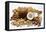 Piles of Nuts-Eising Studio - Food Photo and Video-Framed Stretched Canvas