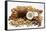 Piles of Nuts-Eising Studio - Food Photo and Video-Framed Stretched Canvas