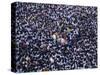 Pilgrims and Devotees Taking Part in Annual Black Nazarene Procession, Manila, Philippines-Alain Evrard-Stretched Canvas