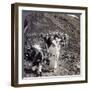 Pilgrims at the End of their Ascent of Mount Fuji (Fujiyam), Japan, 1904-Underwood & Underwood-Framed Photographic Print