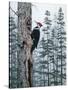 Piliated Woodpeckers-Jeff Tift-Stretched Canvas