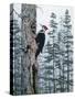 Piliated Woodpeckers-Jeff Tift-Stretched Canvas