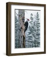 Piliated Woodpeckers-Jeff Tift-Framed Giclee Print