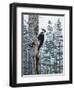 Piliated Woodpeckers-Jeff Tift-Framed Giclee Print