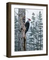 Piliated Woodpeckers-Jeff Tift-Framed Giclee Print